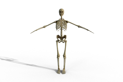 A screenshot of a skeleton on a T-pose taken on Unity 3D.